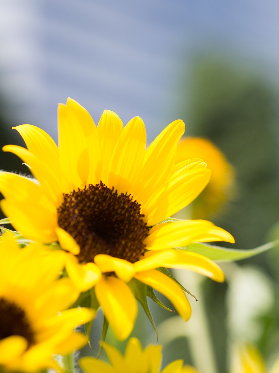 summer flowers sunflower free photo