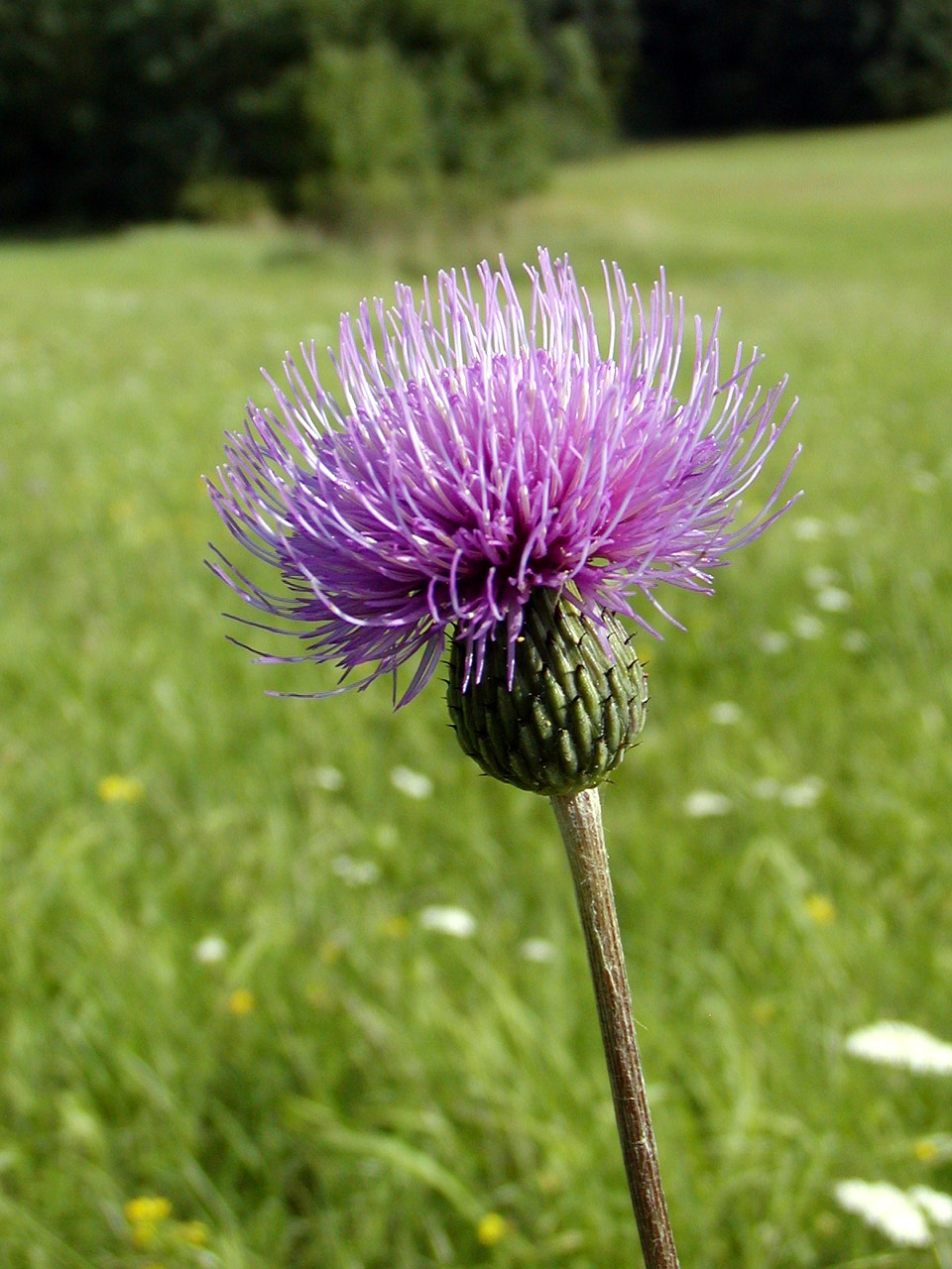 summer meadow thistle free photo