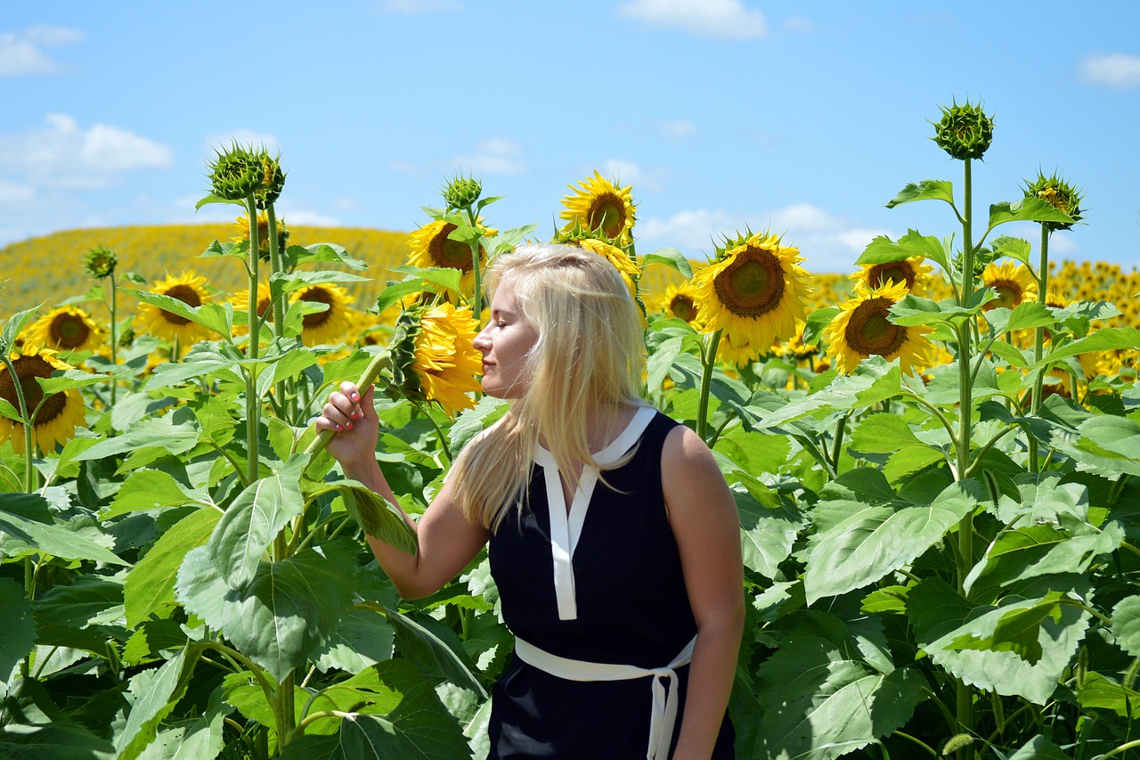 sunflowers blond girl free photo