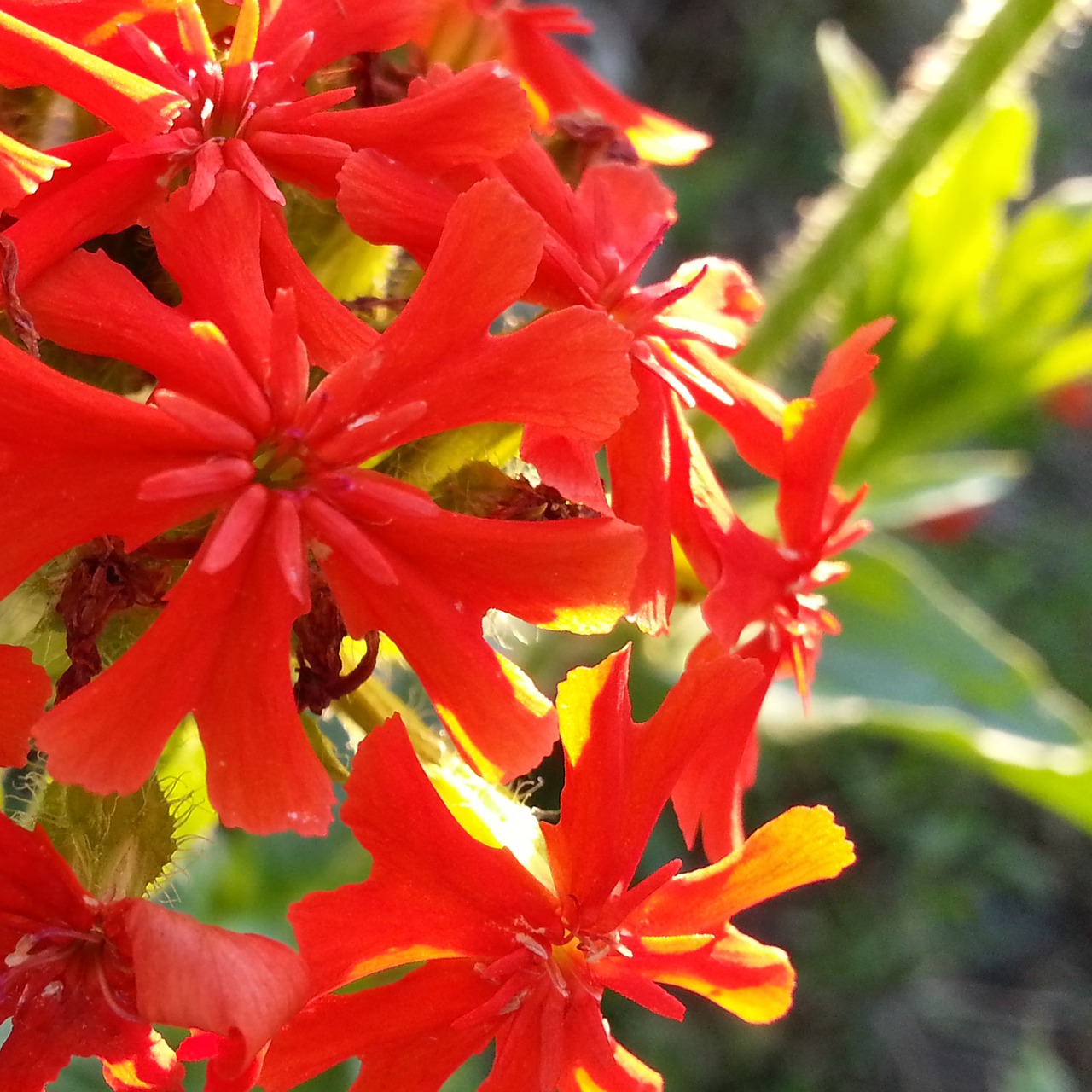 summer flowers closeup free photo