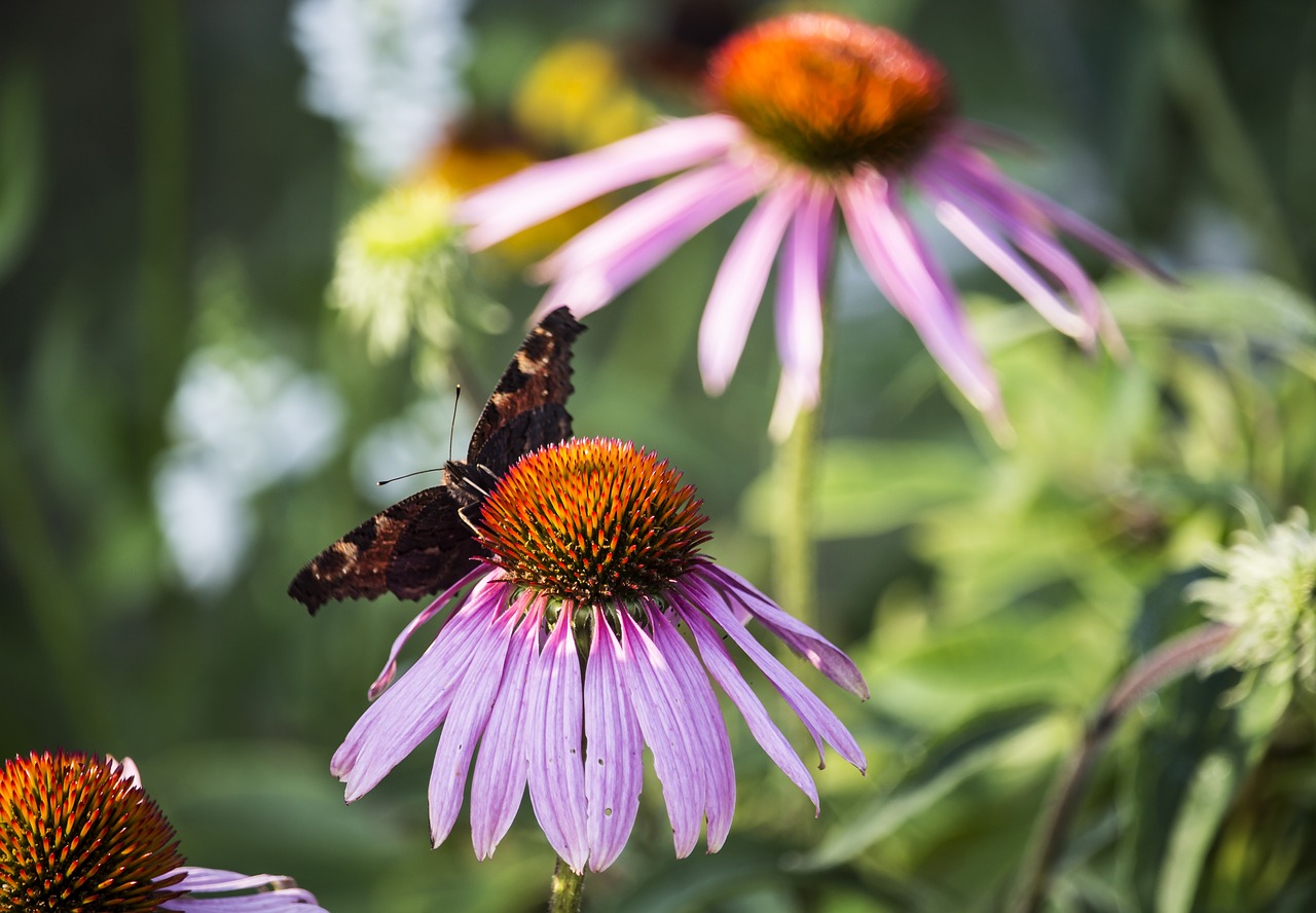 summer garden butterfly free photo