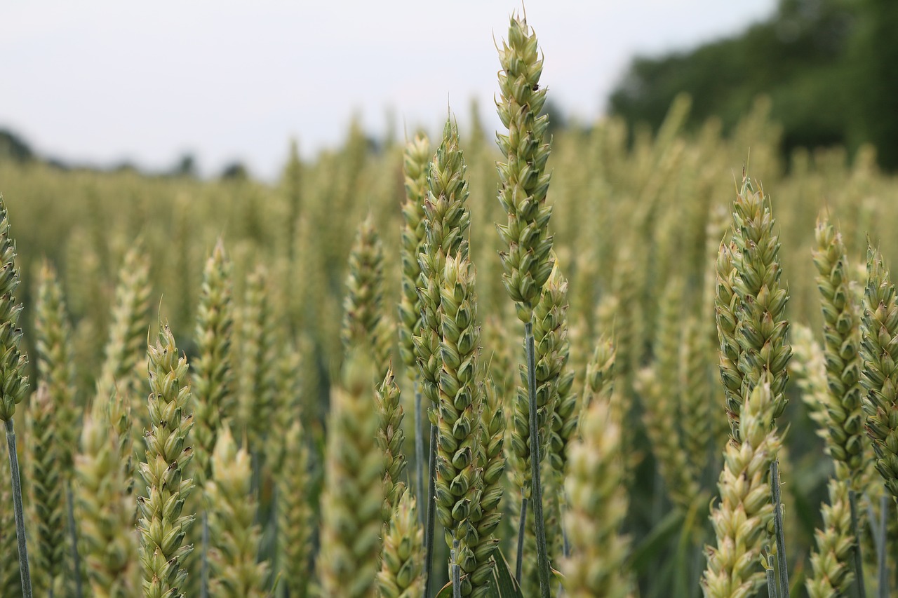 summer cornfield landscape free photo