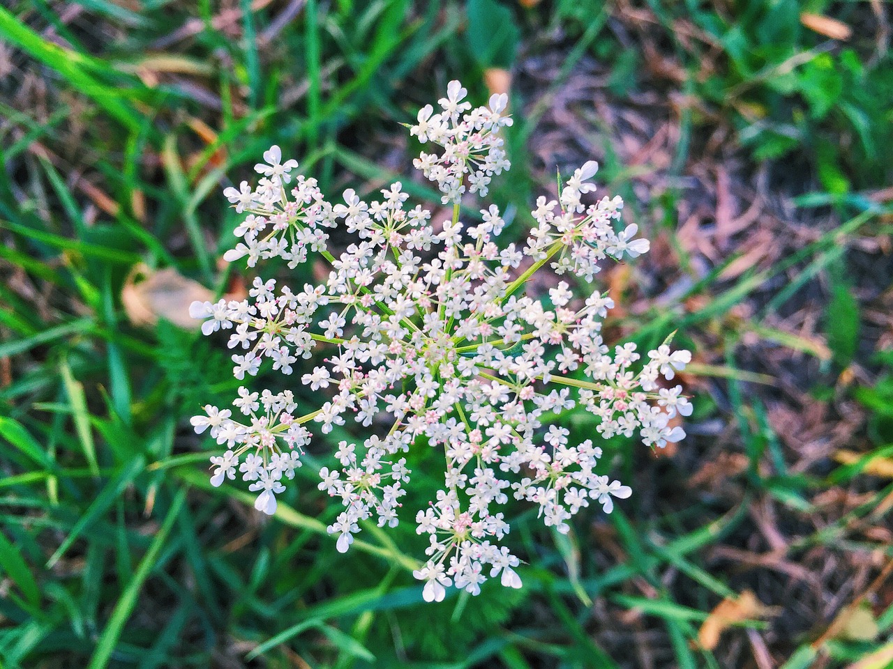 summer plants flowers free photo