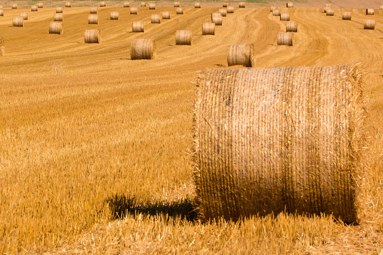 summer straw straw bales free photo