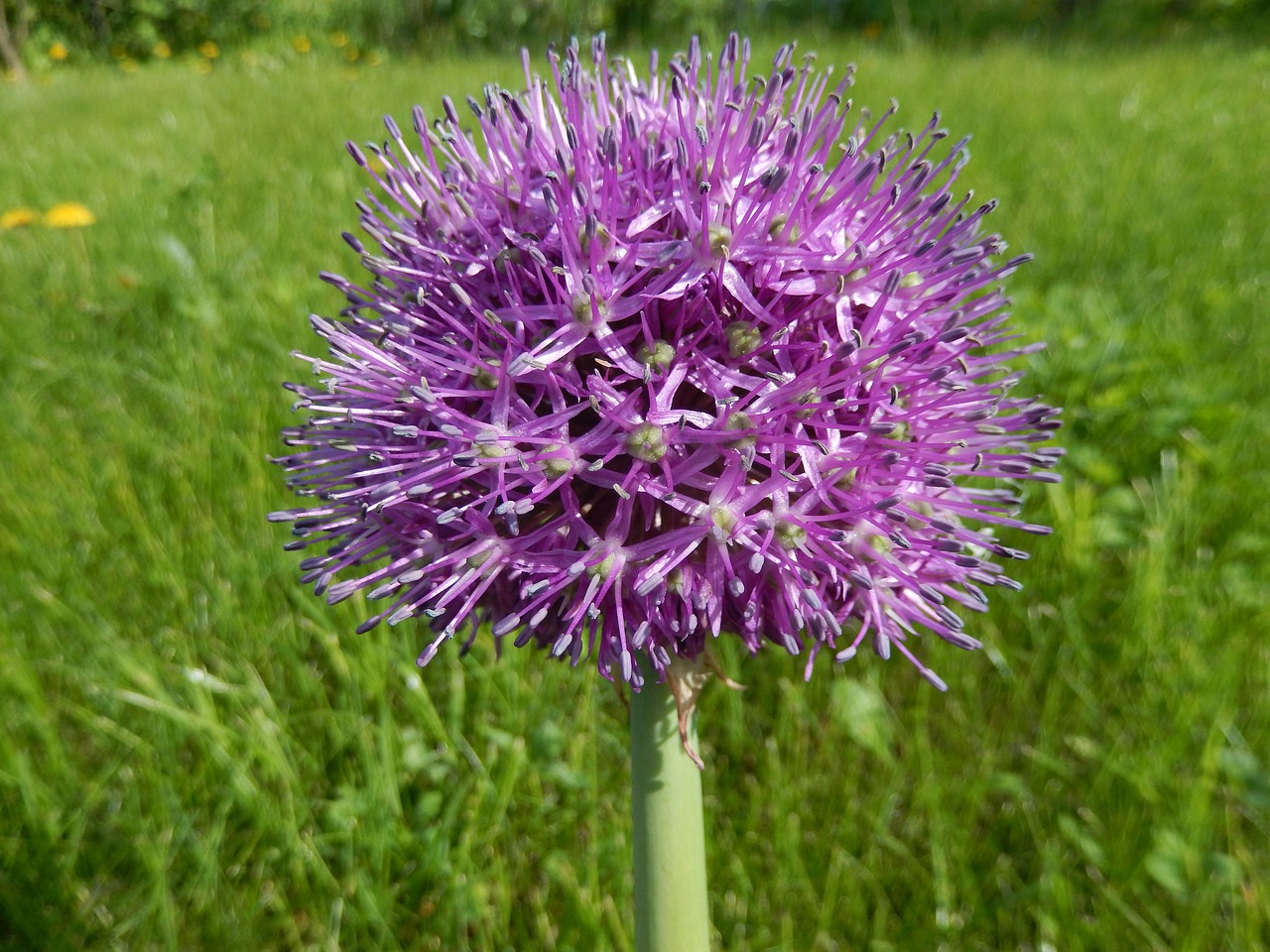 summer wild leek lilac free photo