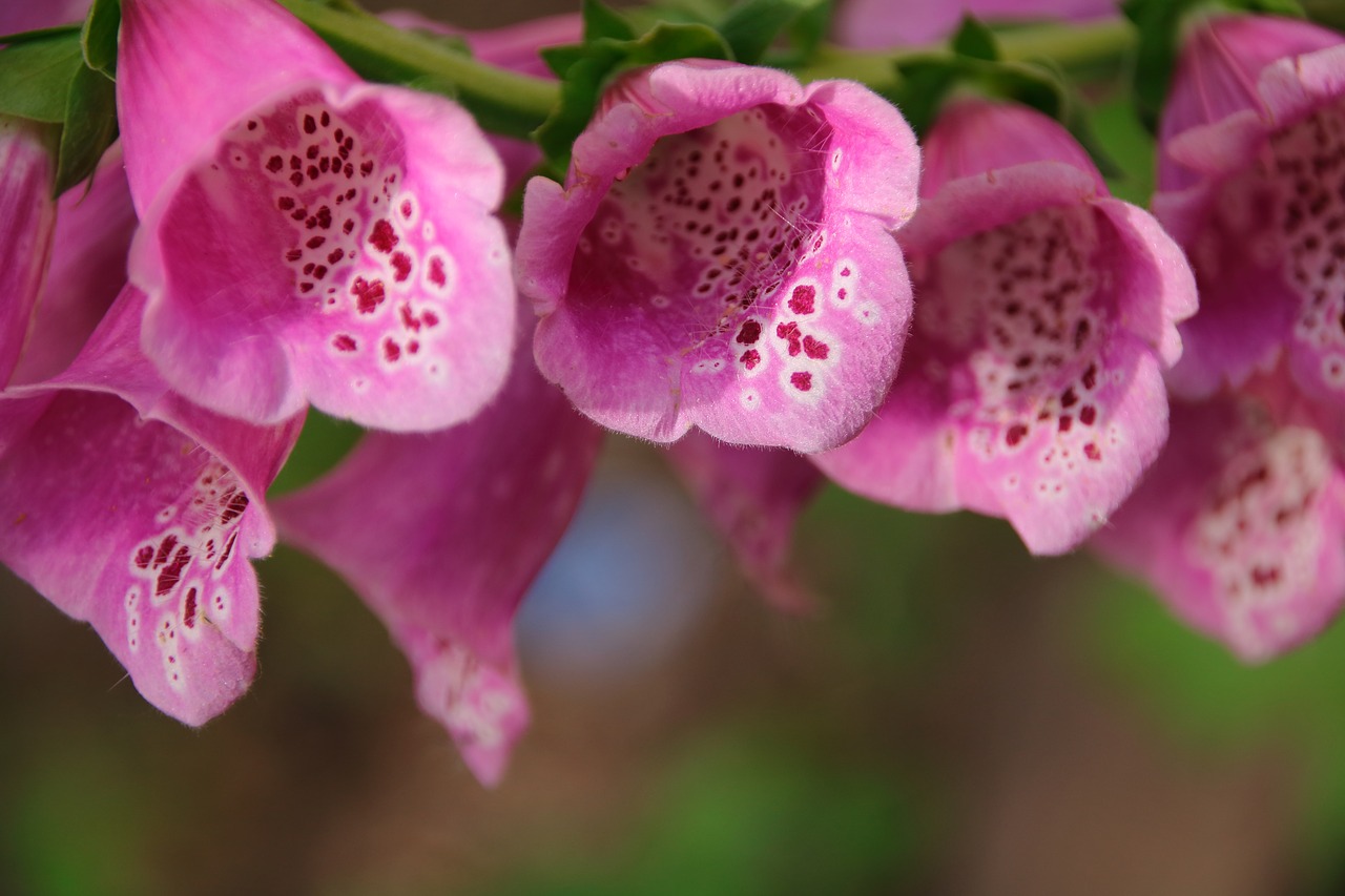 summer flowers purple free photo