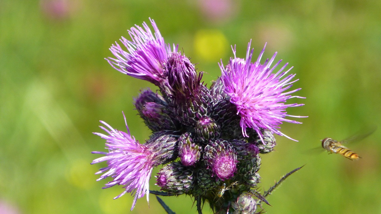 summer meadow thistle free photo