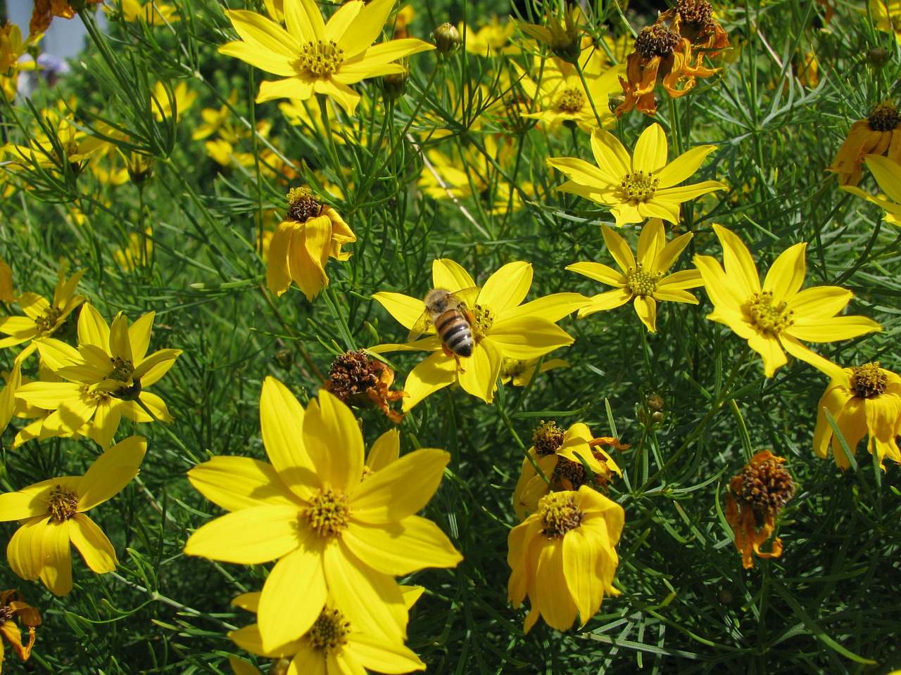 summer flowers yellow free photo