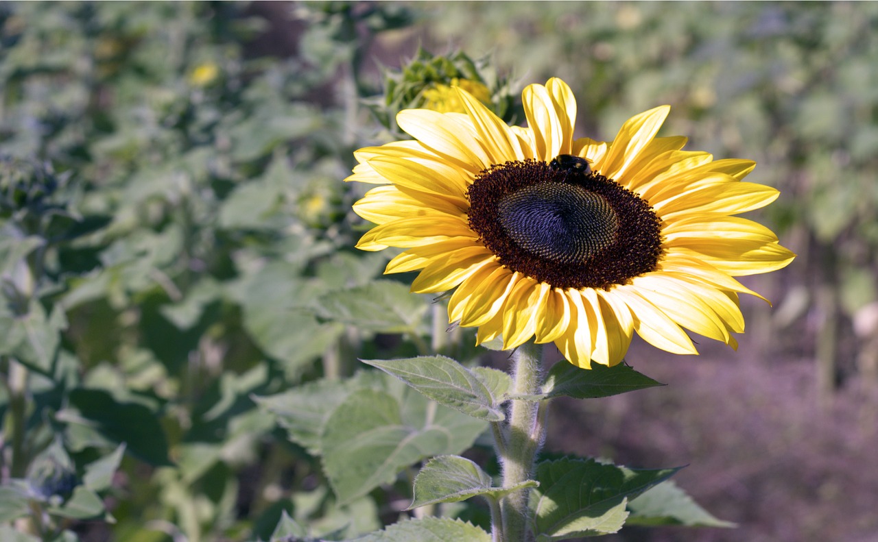 summer sun sun flower free photo