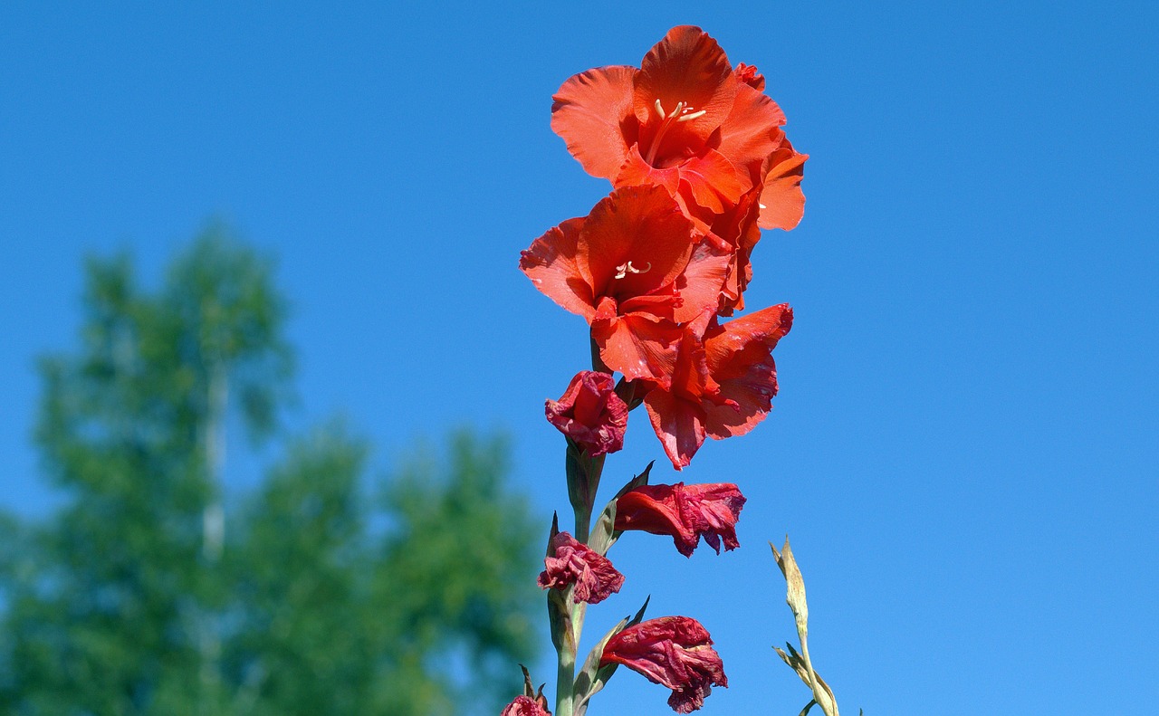 gladiolus iridaceae flora free photo