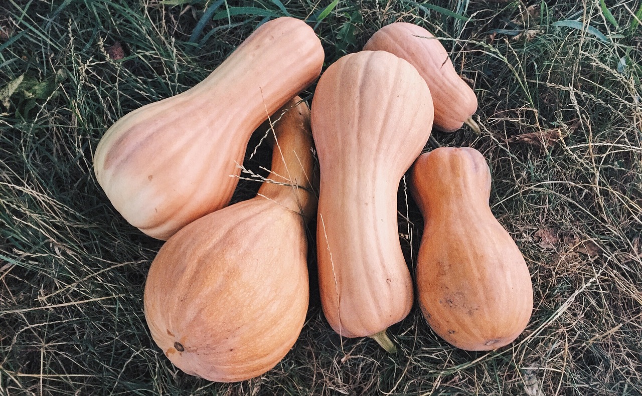 summer pumpkin vegetables free photo