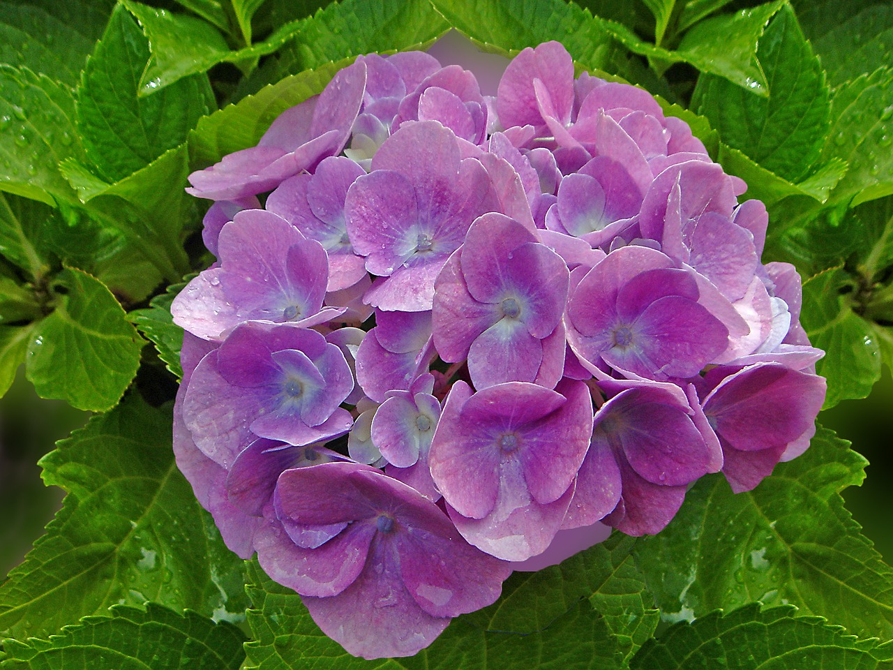 hydrangea summer blossom free photo