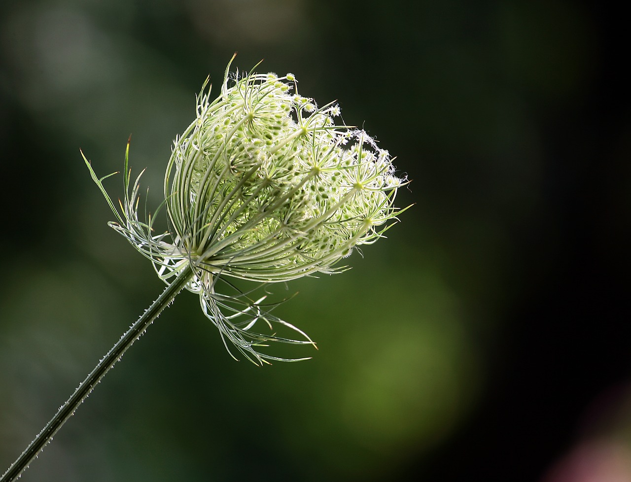 wild carrot flower summer free photo