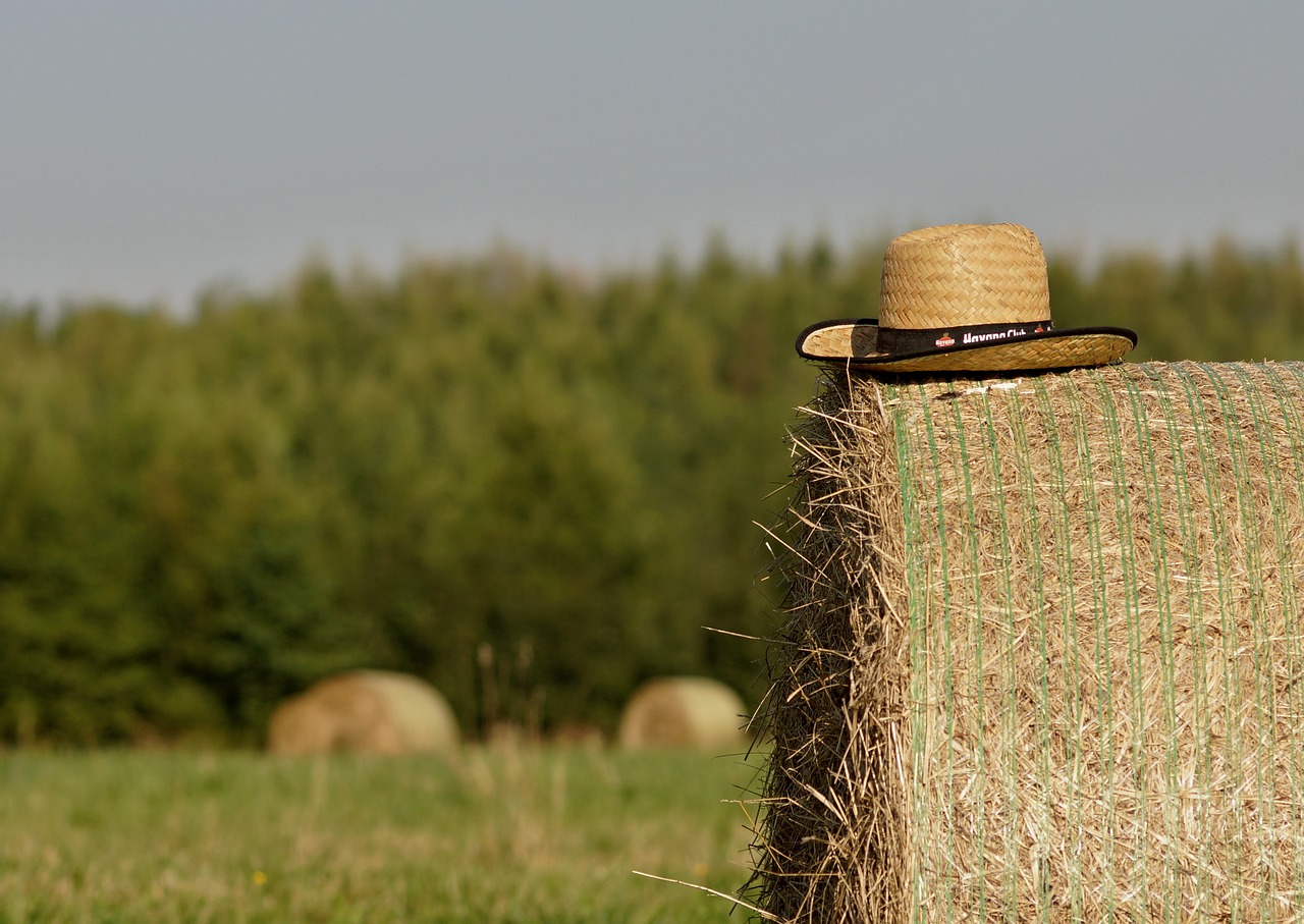 summer straw bale of straw free photo