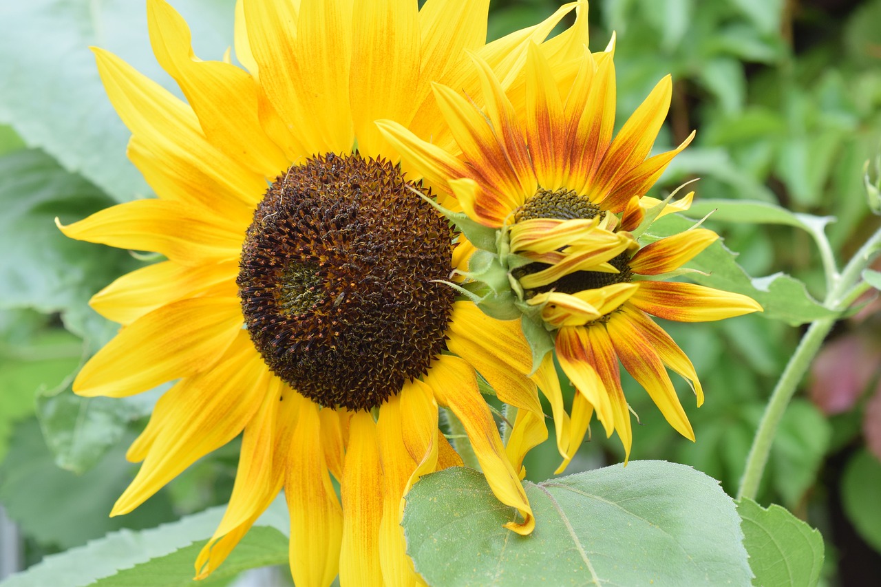 summer flowers sun flower free photo