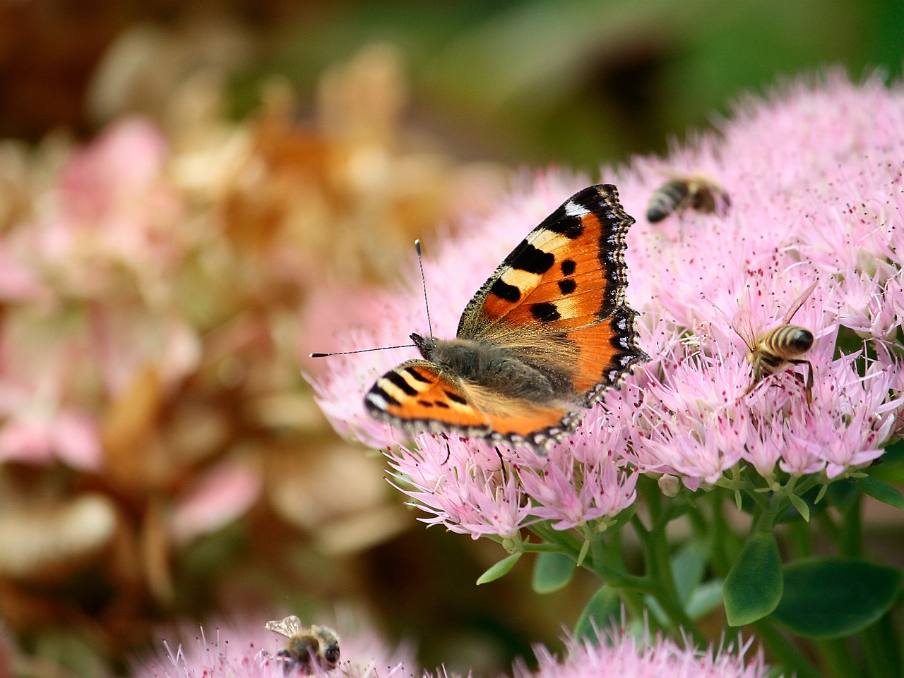 summer nature garden free photo