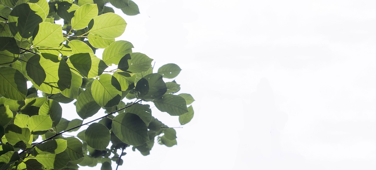 summer leaves plant free photo