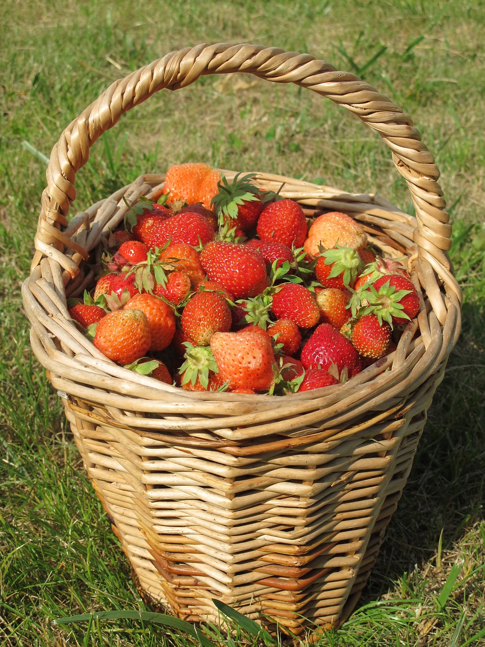 strawberry summer dacha free photo