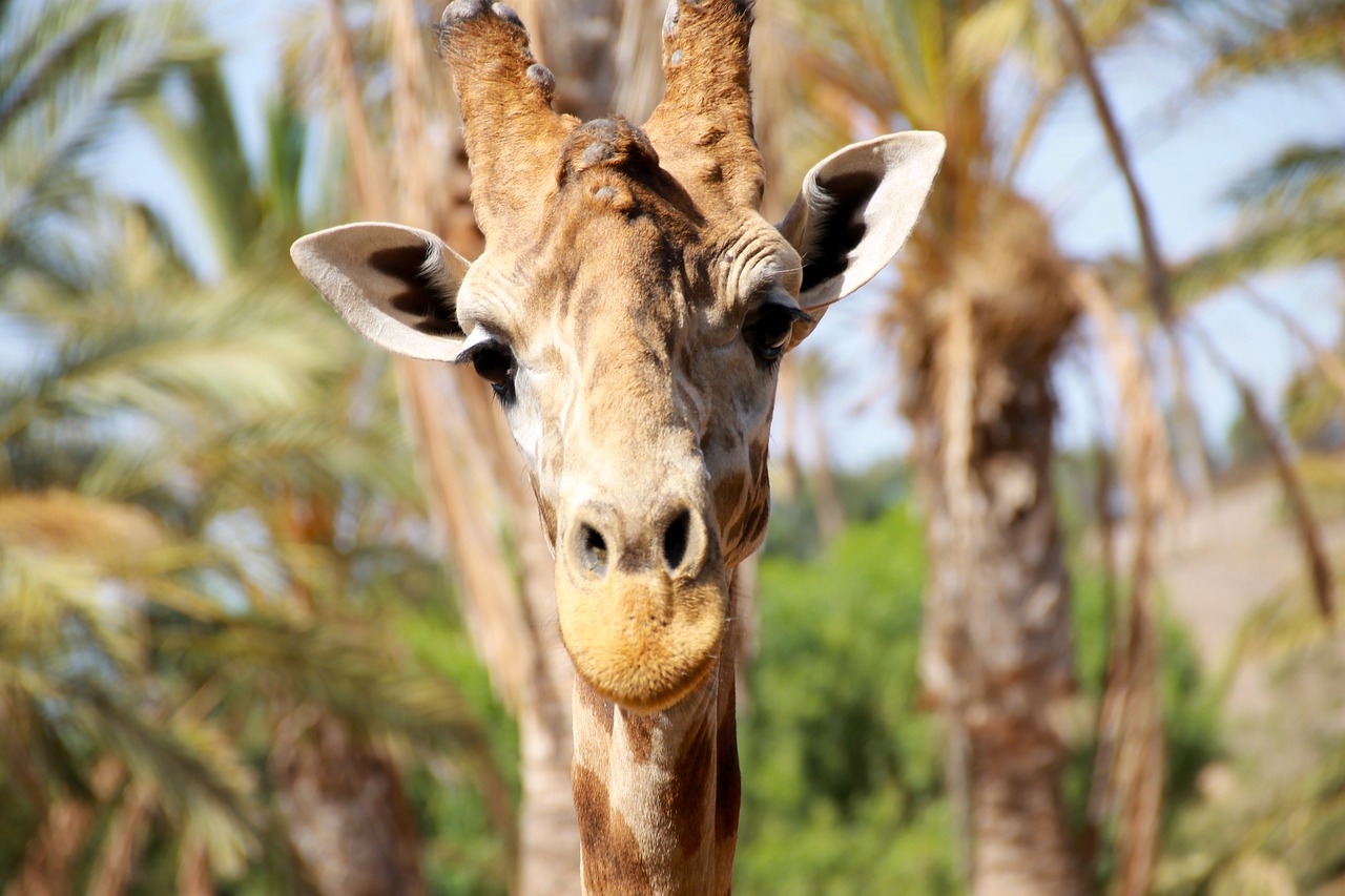 summer giraffe large free photo