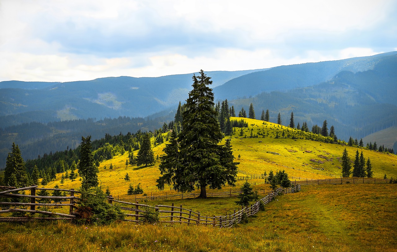 summer mountain trees free photo