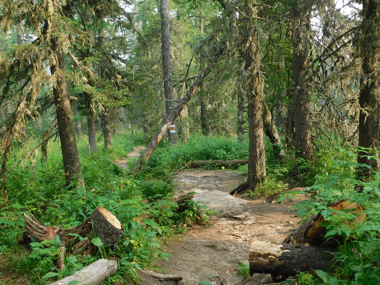 summer trail forest free photo