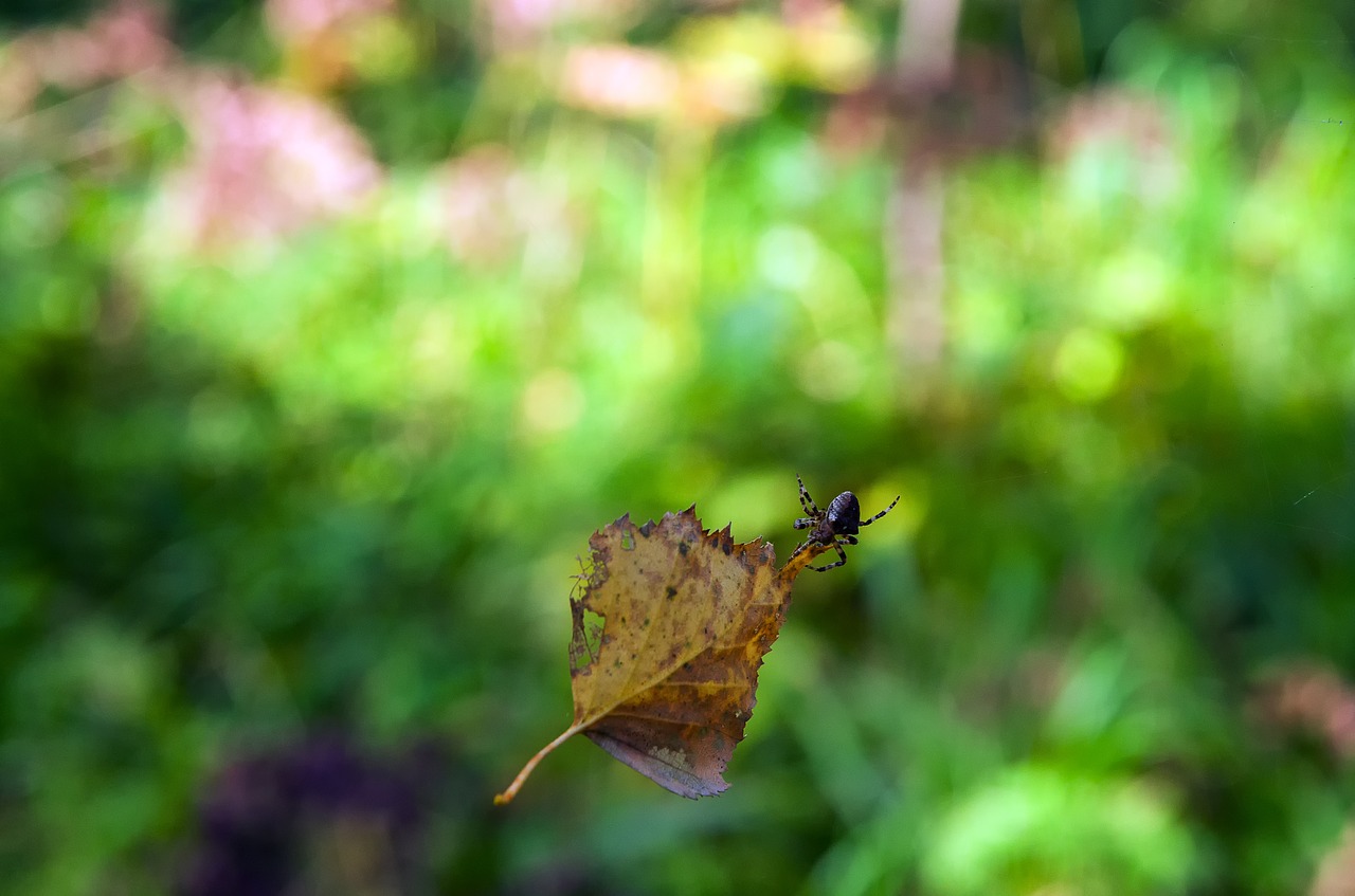 summer sheet spider free photo