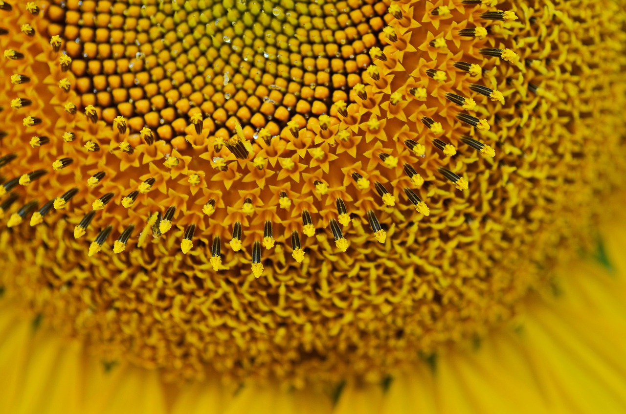 summer sunflower sunny free photo