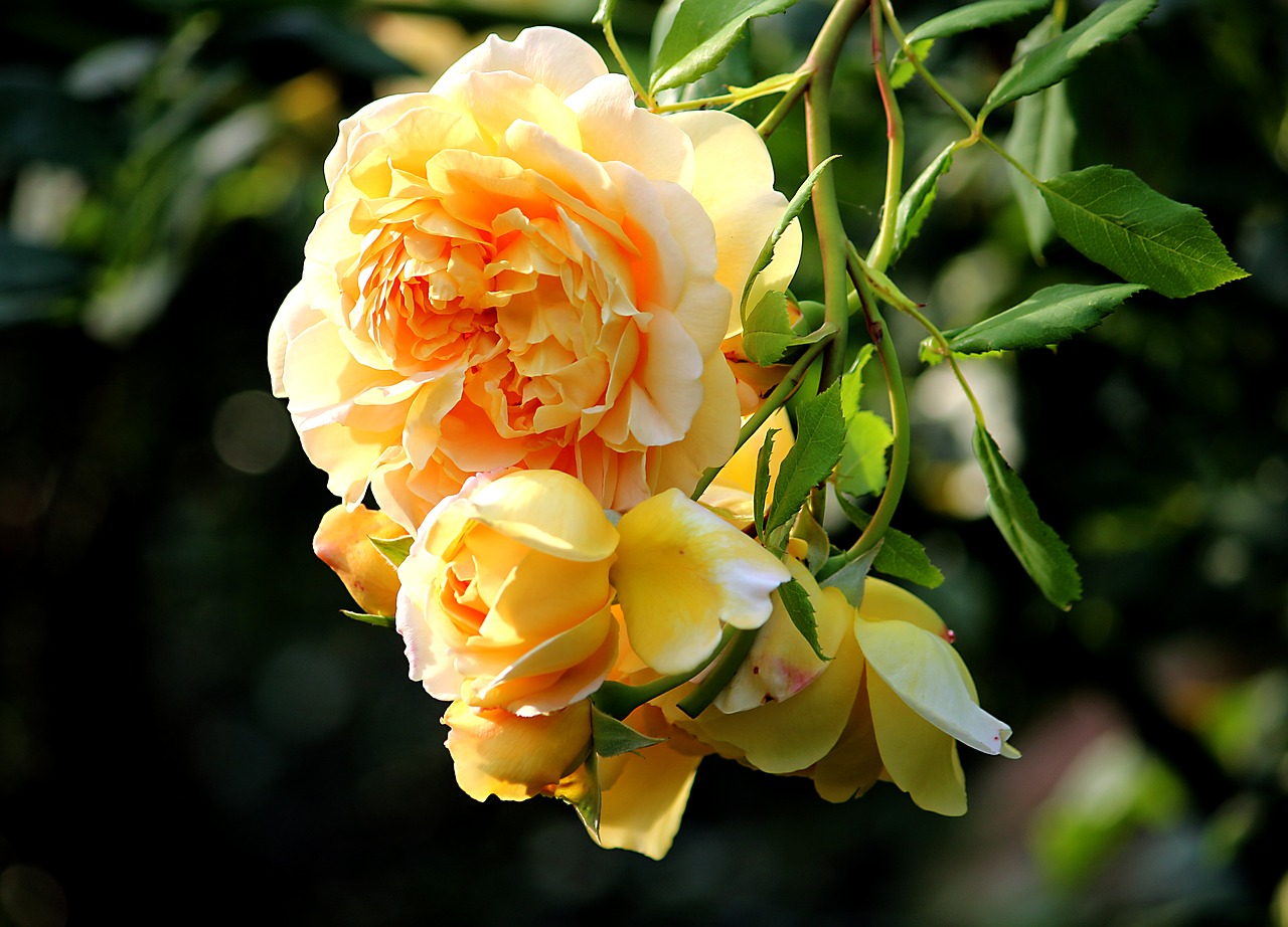 summer yellow rose blossom free photo