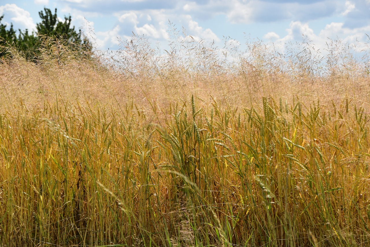 summer corn field free photo