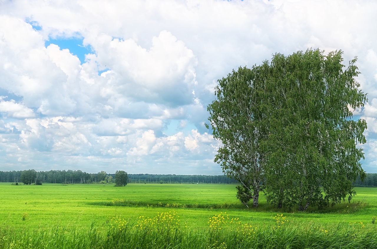 summer field grass free photo