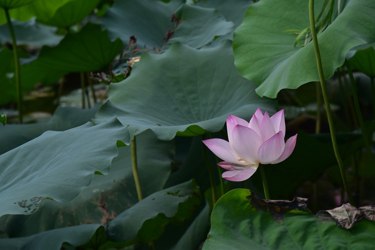 summer lotus xiahe free photo