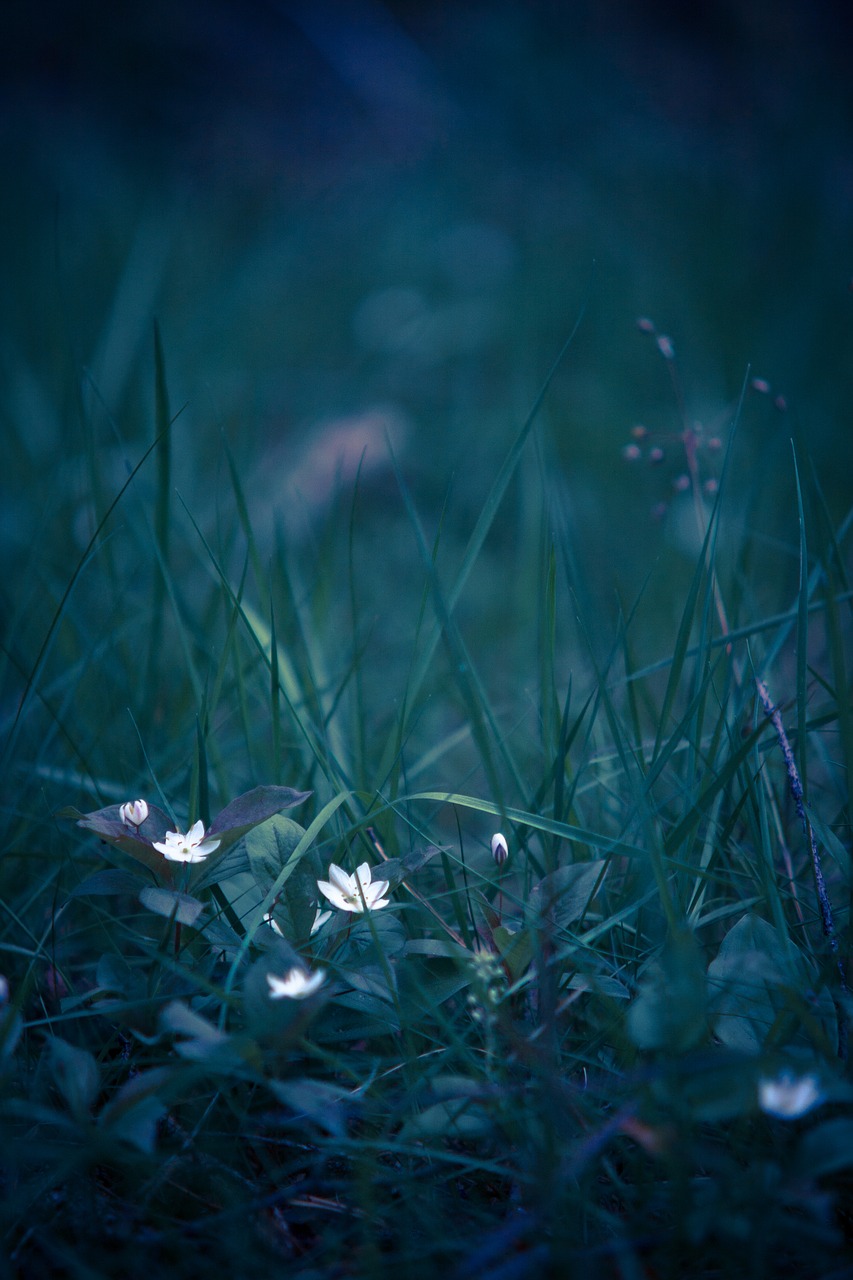 summer flower wood anemone free photo