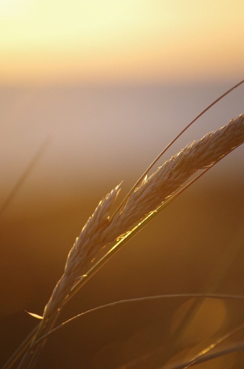 summer sunset abendstimmung free photo