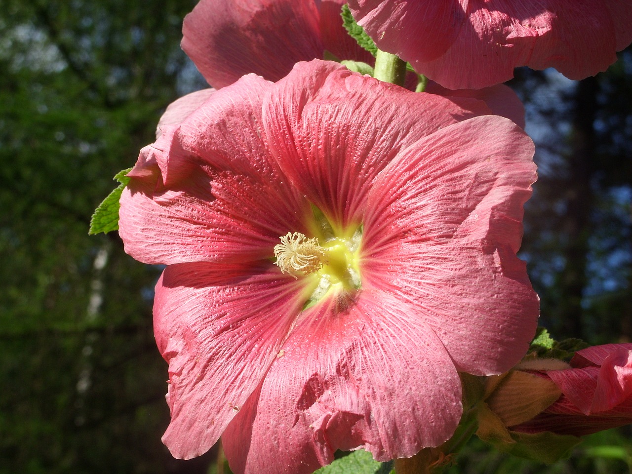 summer red plant free photo