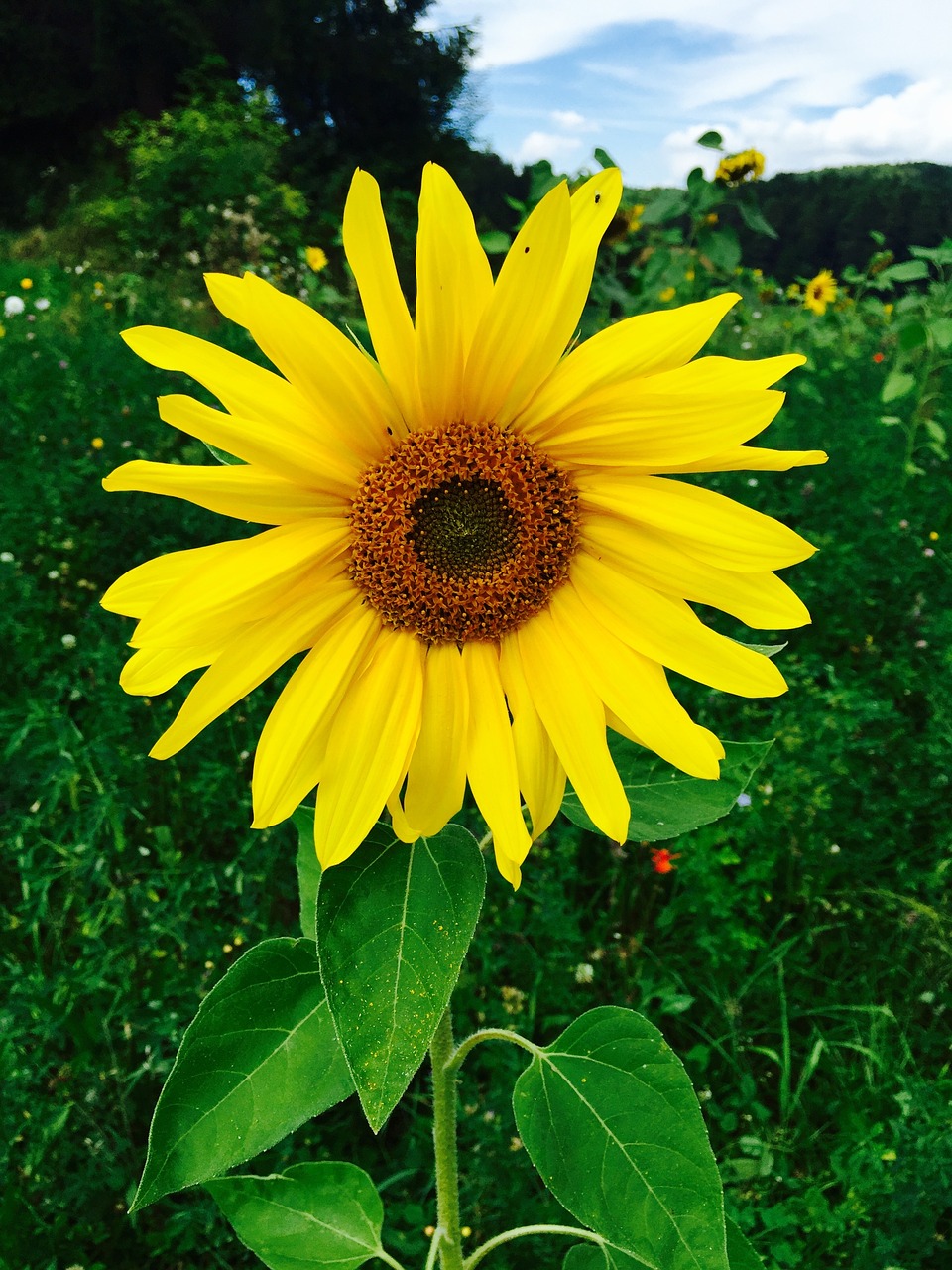 summer sun flower flower free photo