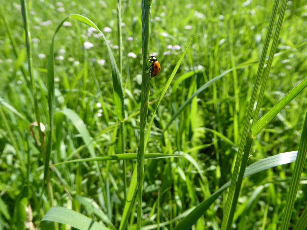 summer grass meadow free photo