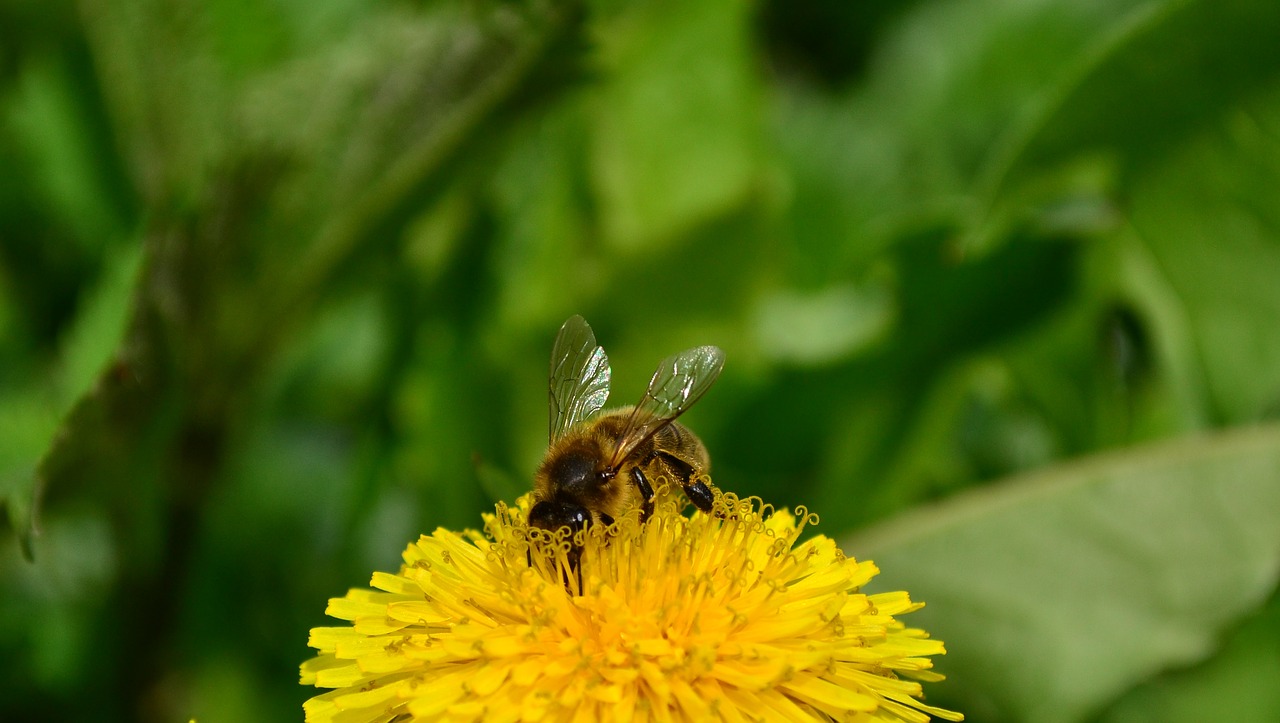 summer bee macro free photo