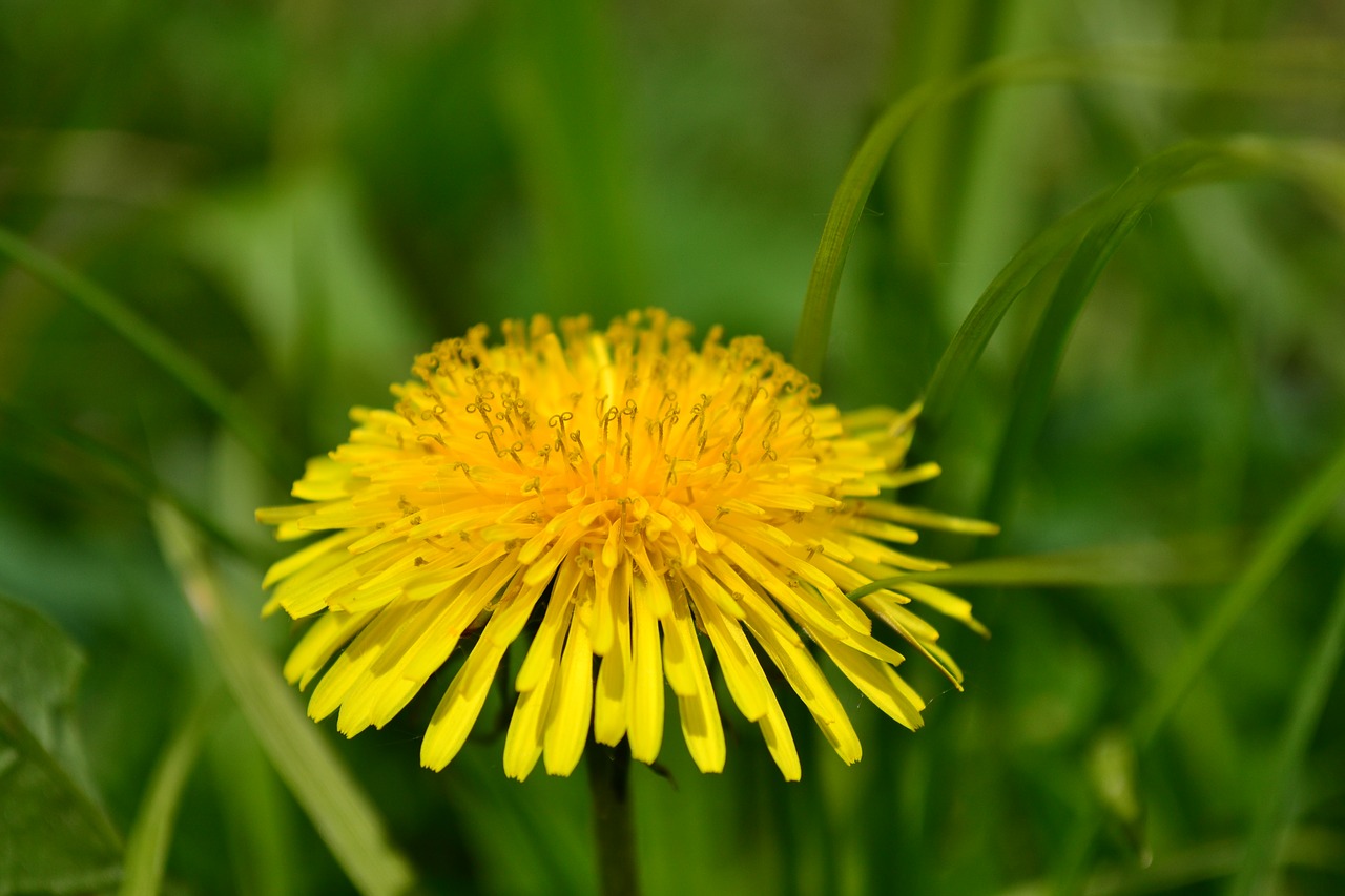 summer greens closeup free photo