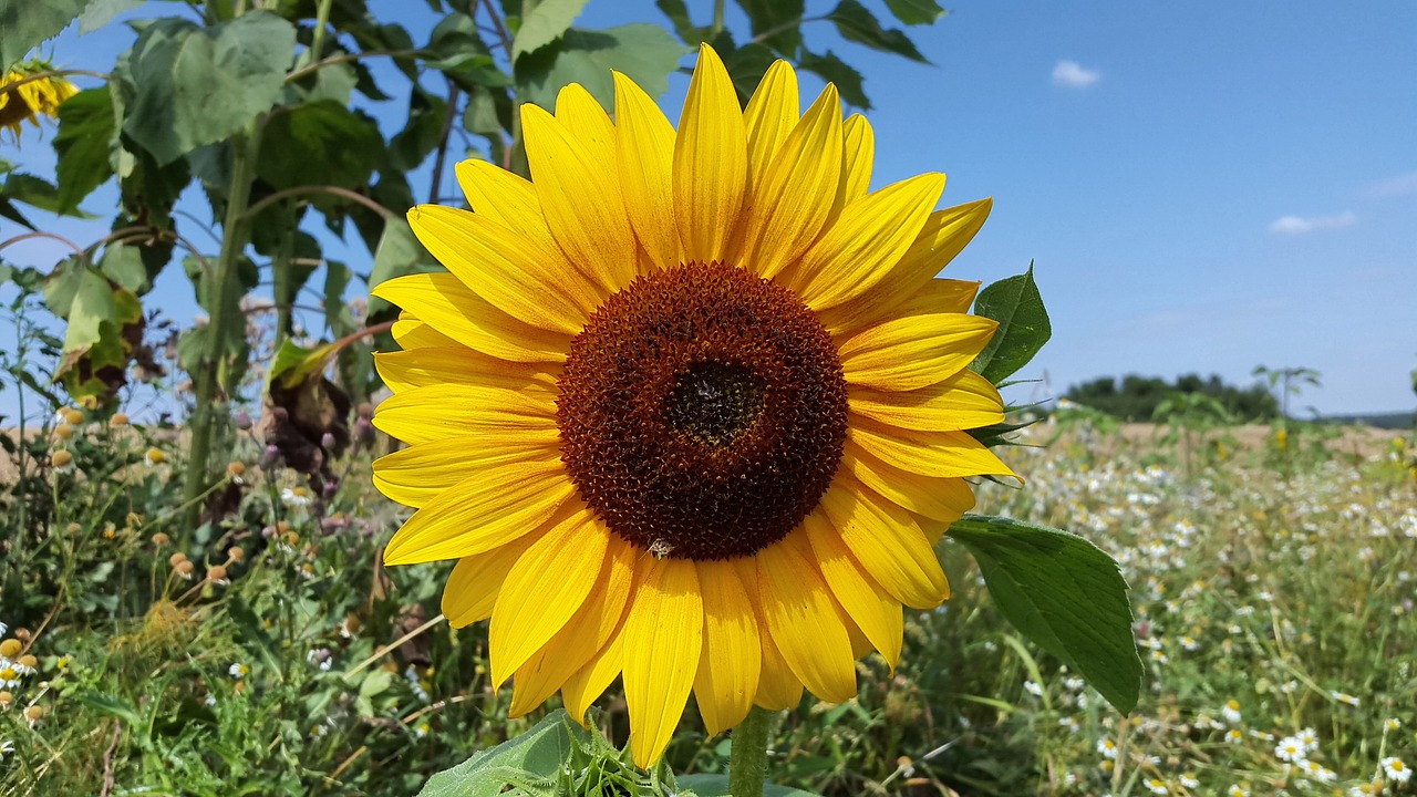 summer sun flower plant free photo