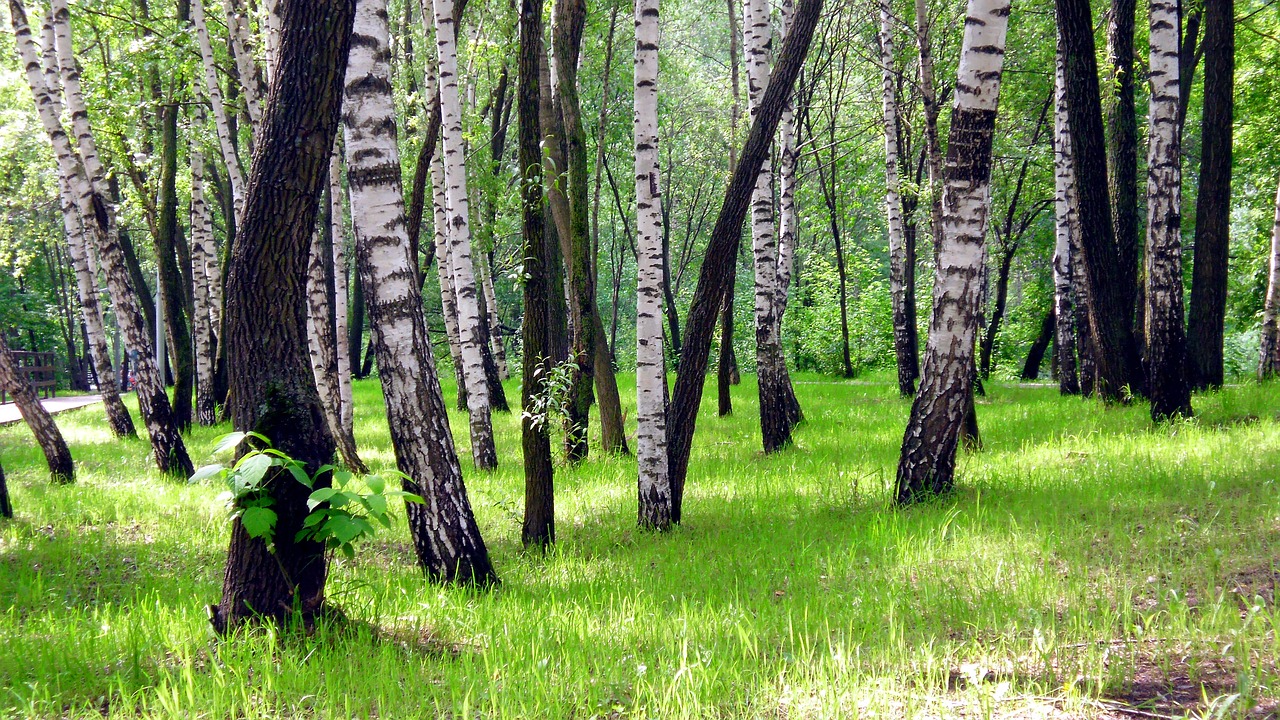 summer birch grass free photo