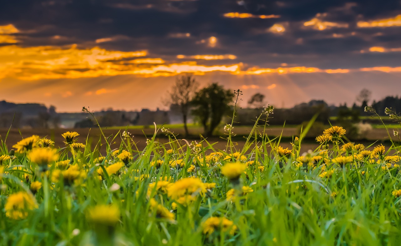 summer dandelion nature free photo