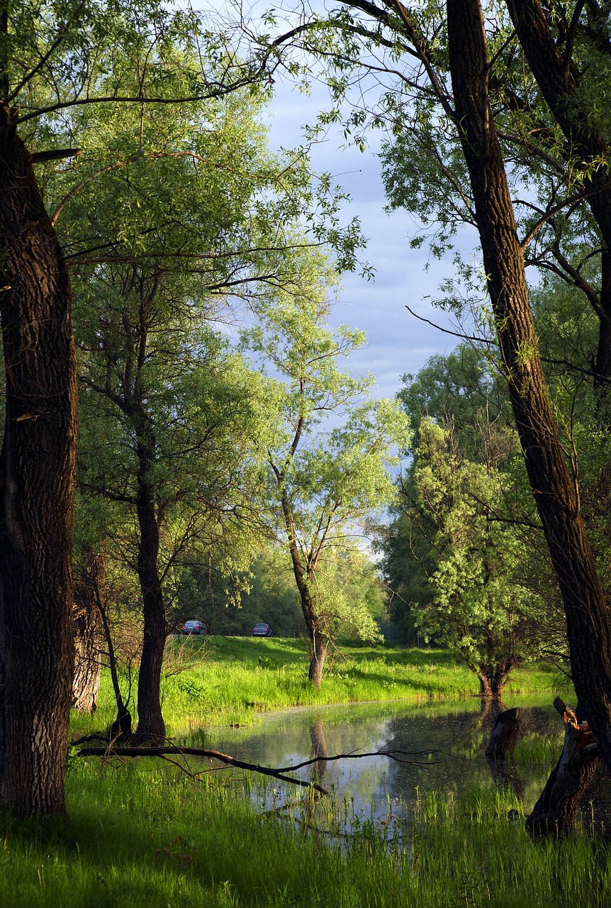 summer morning nature free photo