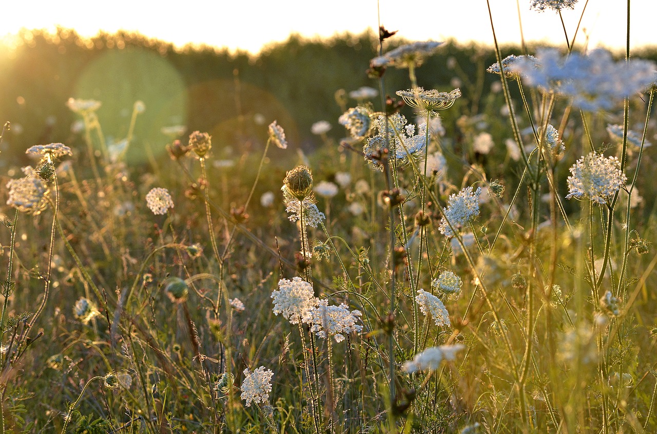 summer nature sunset free photo