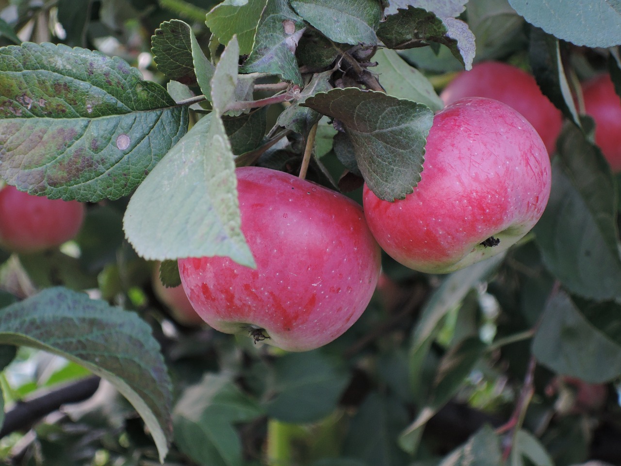 summer harvest apples free photo