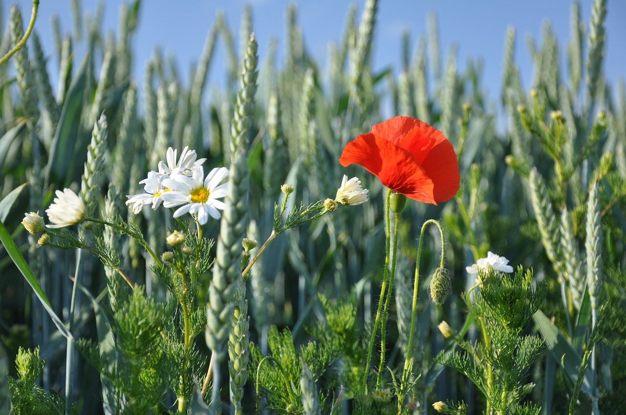 summer grain red weed free photo