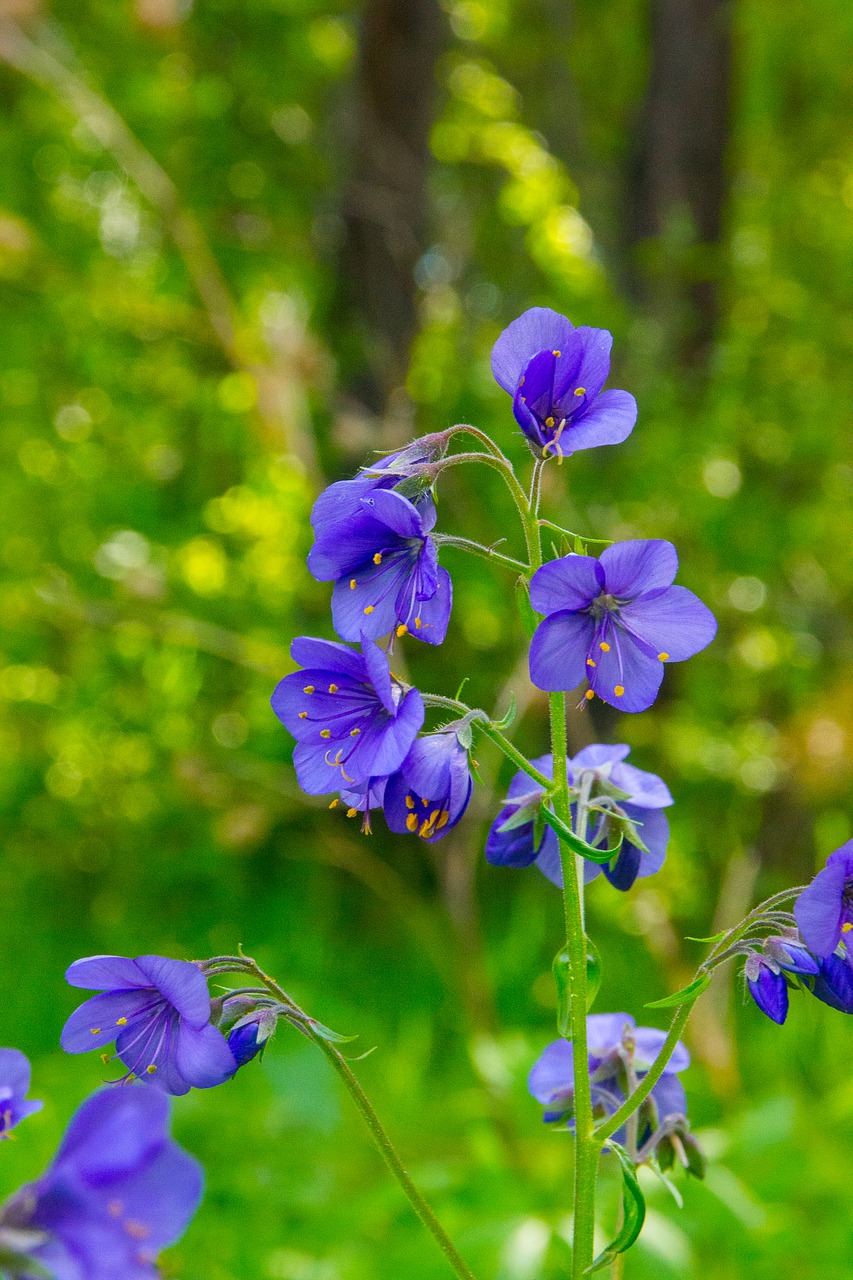 summer morning flowers free photo