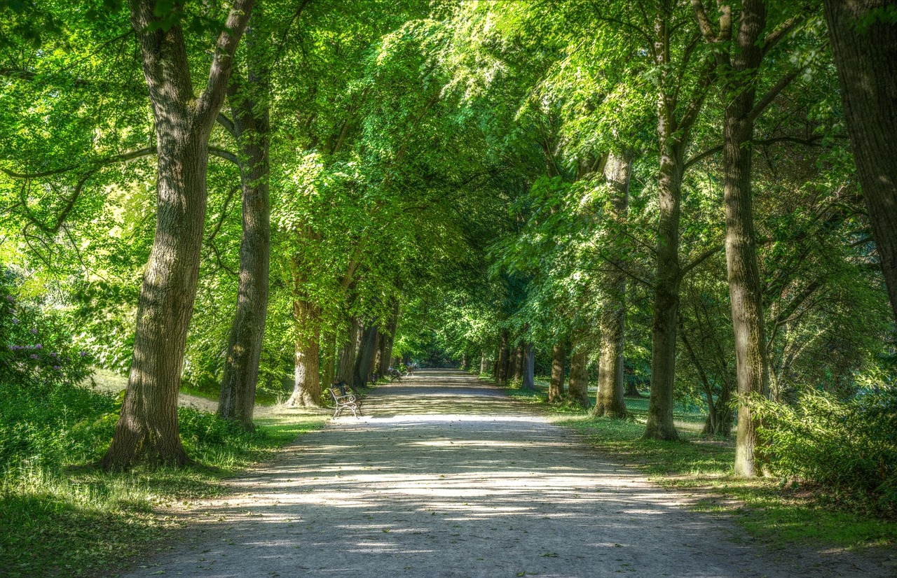 summer green nature free photo