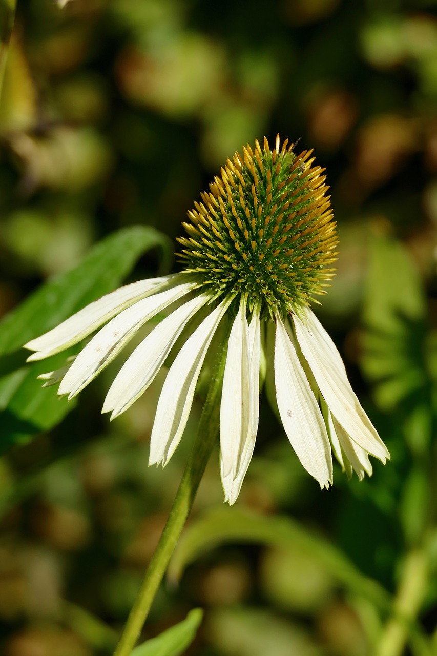 summer coneflower garden free photo