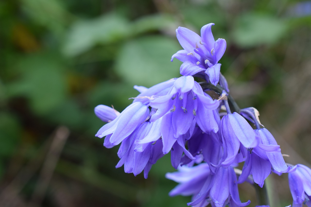 summer flower purple free photo