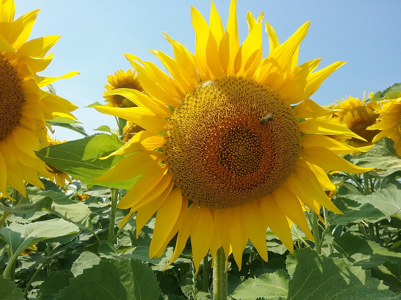 summer flower sunflower free photo